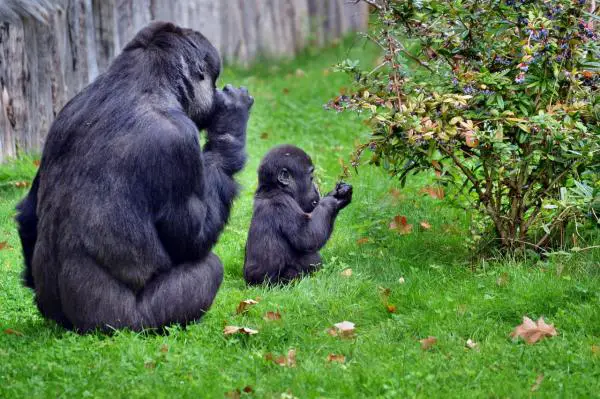Gorillatyypit - Gorillat, uhanalaiset kädelliset
