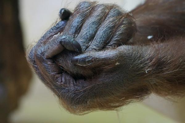 Gorillatyypit - Gorillalajit ja alalajit
