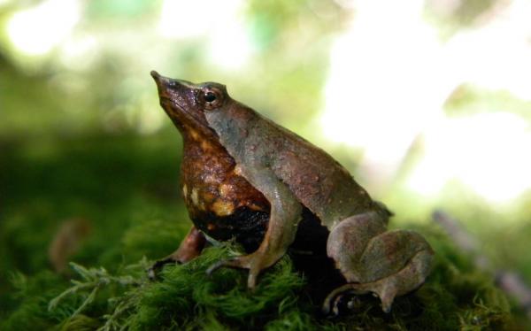 Chilen kotoperäiset eläimet - Chilessä sukupuuttoon uhanneet eläimet: Darwinin sammakko