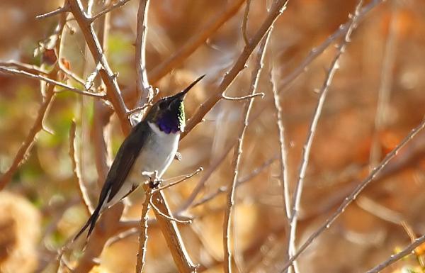 Chilen kotoperäiset eläimet - Eläimet ovat sukupuuttoon vaarassa Chilessä: Arican kolibri