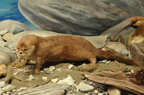 Chilen kotoperäiset eläimet - Chilessä sukupuuttoon uhatut eläimet: huillín