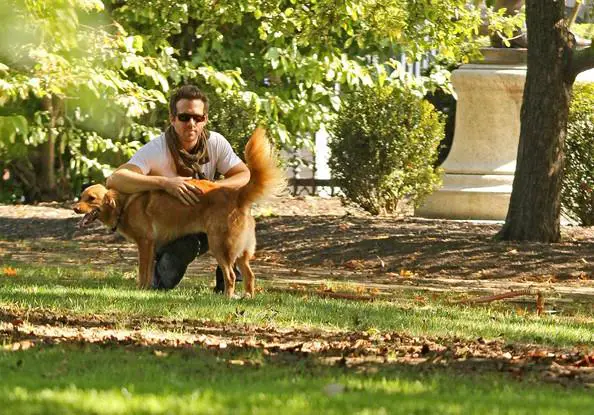 Top 10 julkkikset, jotka ovat adoptoineet koiria - 5. Ryan Reynolds
