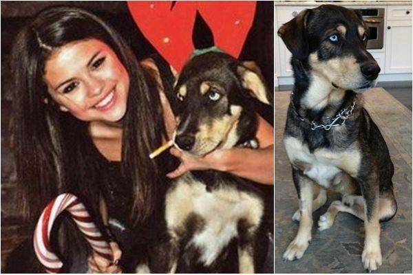 Top 10 julkkikset, jotka ovat adoptoineet koiria - 4. Selena Gomez