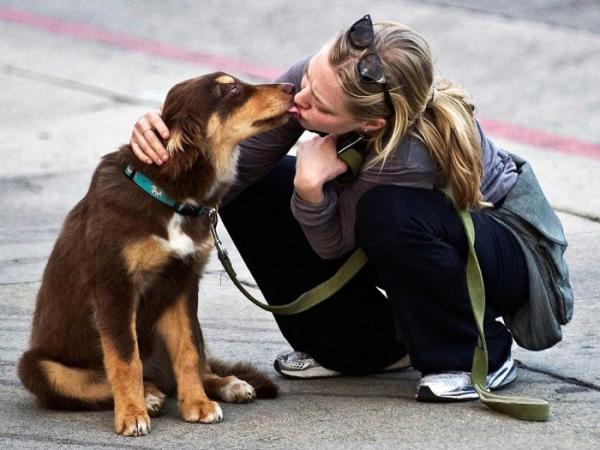 Top 10 julkkikset, jotka ovat adoptoineet koiria - 1. Amanda Seyfried