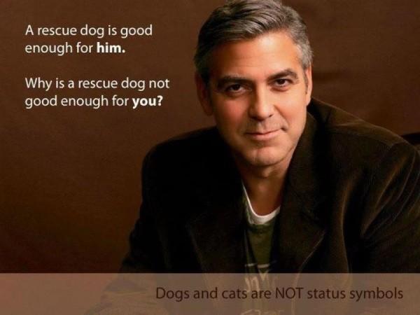 Top 10 julkkikset, jotka ovat adoptoineet koiria - 3. George Clooney