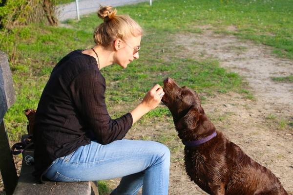 Kuinka parantaa suhdetta koiraani - Koiran kouluttaminen