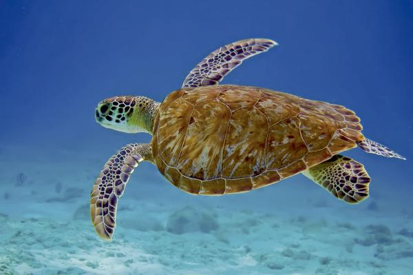 Merikilpikonnatyypit - Hawksbill-kilpikonna