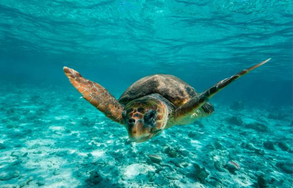 Merikilpikonnatyypit - Loggerhead kilpikonna