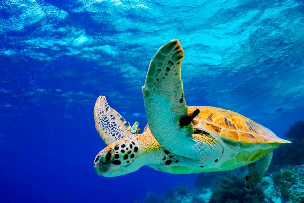 Merikilpikonnatyypit - Vihreä kilpikonna