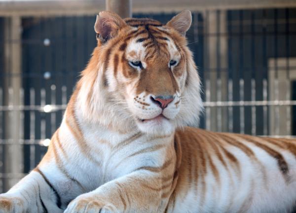 Erot Bengalin ja Siperian tiikerin välillä - Onko väri näiden tiikerien erottava piirre?