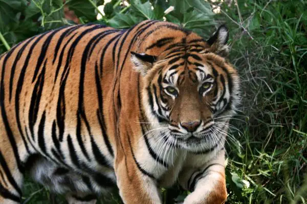 Erot bengalitiikerin ja siperialaisen välillä - Onko näiden tiikerien välillä eroja ruokavaliossa?