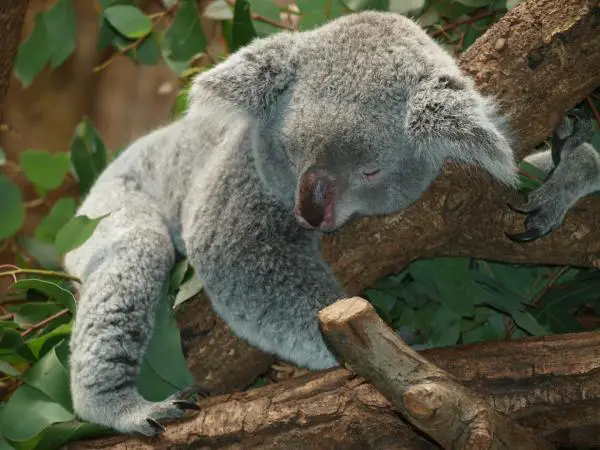 Missä koalat asuvat?  - Miksi koalat ovat vaarassa kuolla sukupuuttoon?