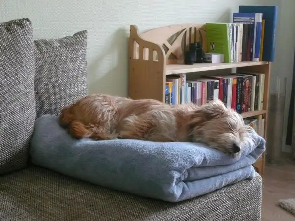 Kuinka monta tuntia koira nukkuu vuorokaudessa?  - Riippuen fyysisistä ominaisuuksista...