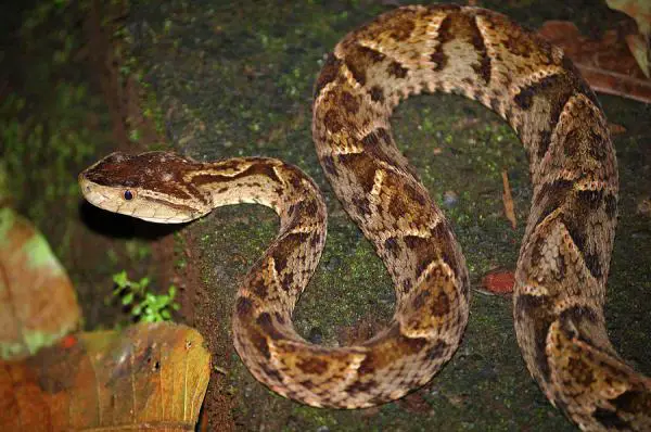 Käärmetyypit - Myrkylliset käärmeet