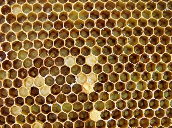 Miten mehiläiset tekevät hunajaa?  - Mitä varten mehiläiset tekevät hunajaa?