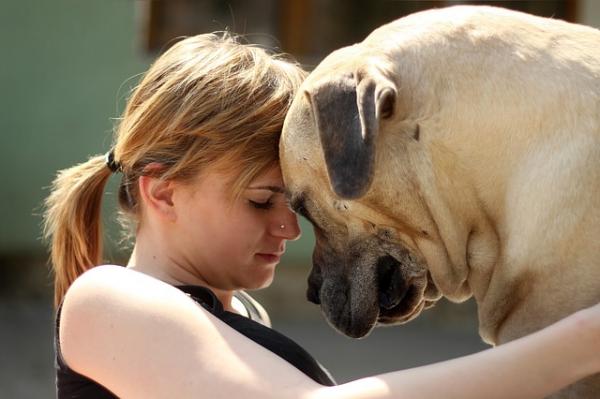 8 asiaa, jotka koirasi tietää sinusta - erottele mielialaasi