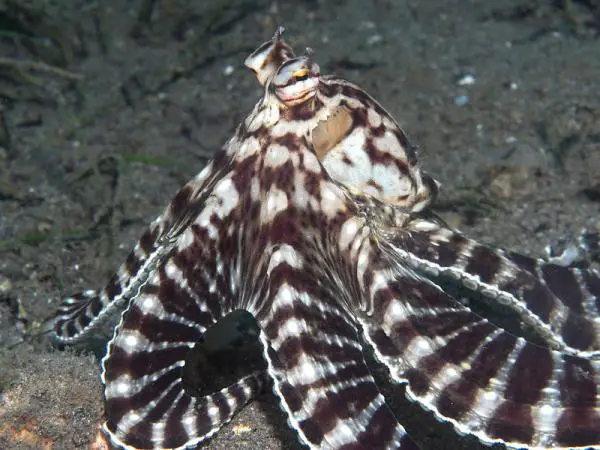 Väriä muuttavat eläimet - 3. Mime Octopus