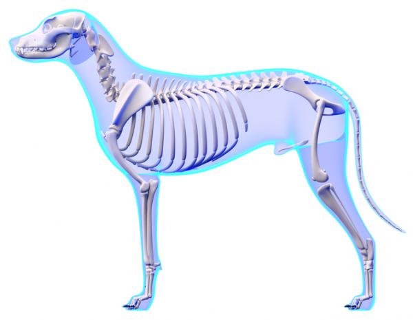 Koiran anatomia - ulkoinen ja sisäinen - koiran luuranko 