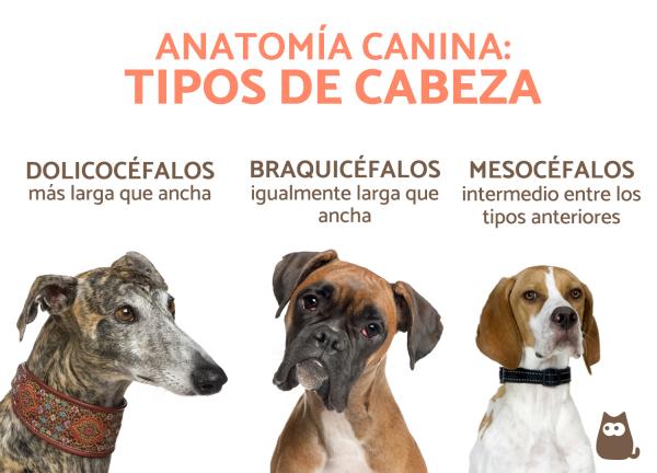 Koiran anatomia - ulkoinen ja sisäinen - koiran anatomia 