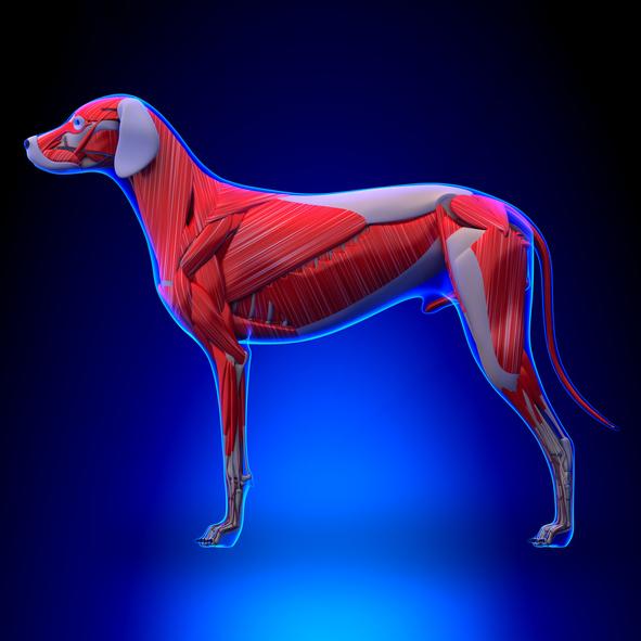 Koiran anatomia - ulkoinen ja sisäinen - koiran lihakset 