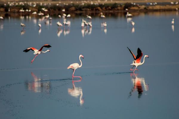 Missä flamingot asuvat Espanjassa?  - Odiel-joen suot