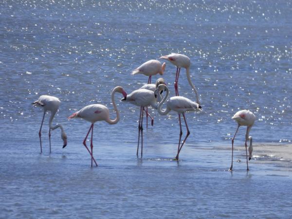 Missä flamingot asuvat Espanjassa?  - Ebro Deltan luonnonpuisto