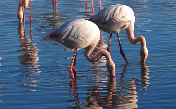 Missä flamingot asuvat Espanjassa?  - El Hondon luonnonpuisto
