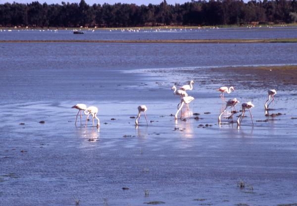 Missä flamingot asuvat Espanjassa?  - Doñana