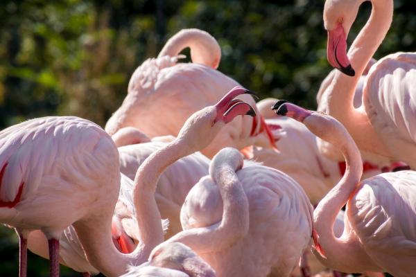 Missä flamingot asuvat Espanjassa?  - Laguna del Salobral