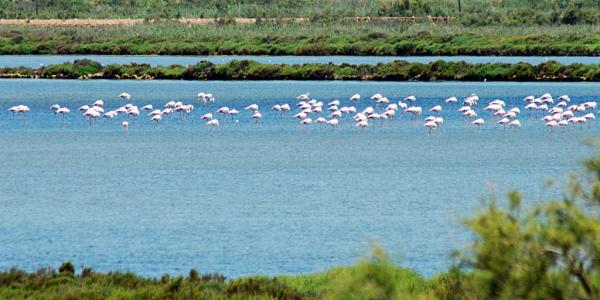 Missä flamingot asuvat Espanjassa?  - Cabo de la Gata