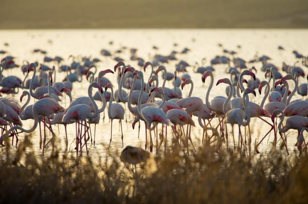 Missä flamingot asuvat Espanjassa?  - Fuente de Piedran luonnonpuisto