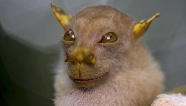 Maailman hauskimmat eläimet - Bat Yoda
