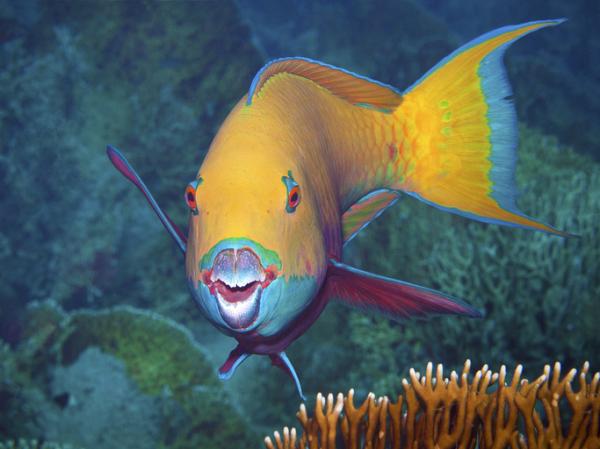 Maailman hauskimmat eläimet - Parrotfish 