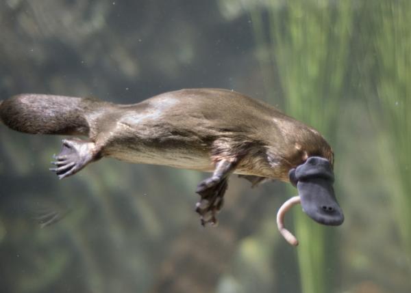 Maailman hauskimmat eläimet - Platypus