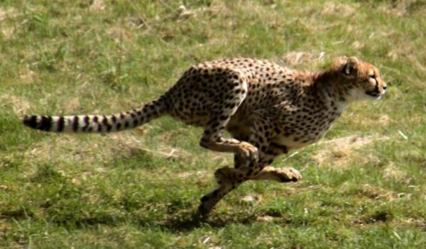 All About Cheetah Habitat - Savannah kuin Cheetah Habitat