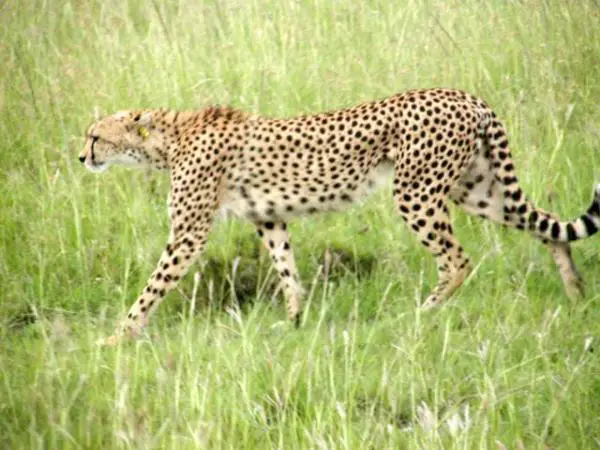 All About Cheetah Habitat - Muut gepardin elinympäristötyypit