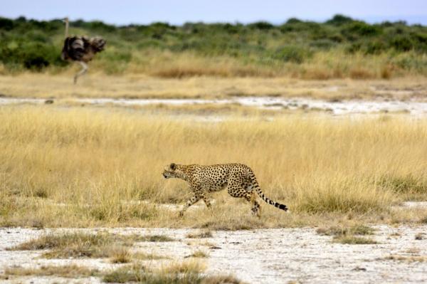 Kaikki gepardin elinympäristöstä - Gepardi ja sen elinympäristön suojelu