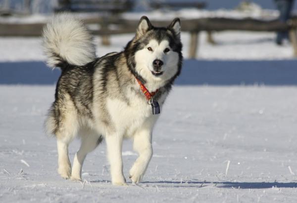18 vanhin koirarotu maailmassa tieteellisten tutkimusten mukaan - 6. Alaskanmalamuutti