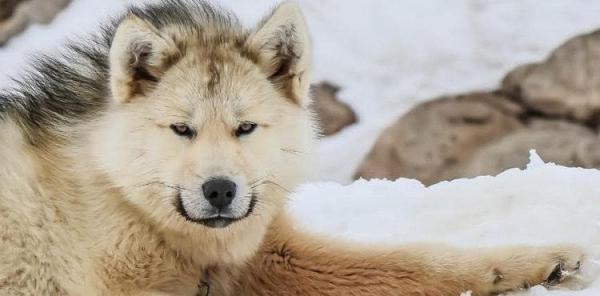 18 vanhinta koirarotua maailmassa tieteellisten tutkimusten mukaan - 5. Grönlannin tai Grönlannin koira