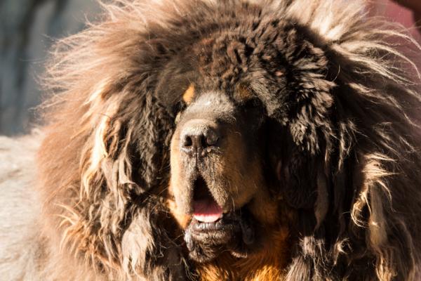 18 vanhinta koirarotua maailmassa tieteellisten tutkimusten mukaan - 3. Tiibetinmastiffi