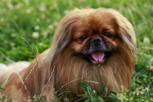 18 vanhinta koirarotua maailmassa tieteellisten tutkimusten mukaan - 16. Pekingiläinen
