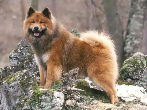18 vanhin koirarotu maailmassa tieteellisten tutkimusten mukaan - 11. Eurasier