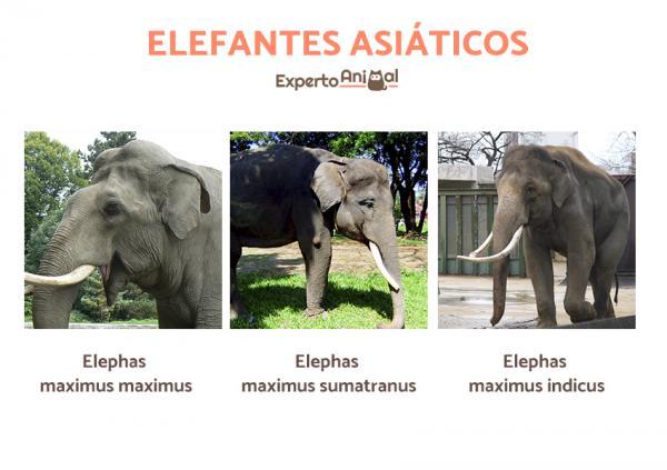Aasiannorsut - Tyypit ja ominaisuudet - Aasian norsutyypit
