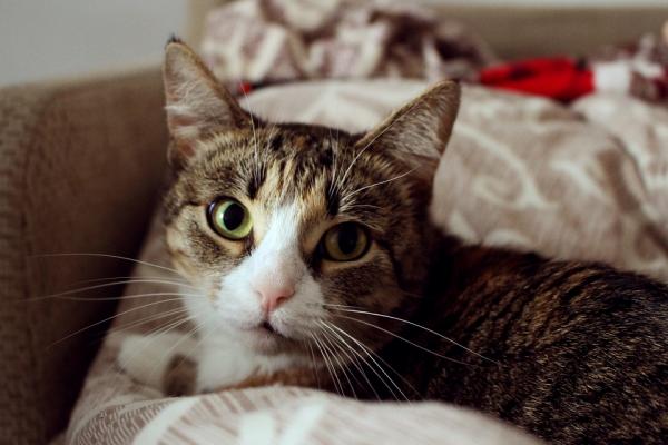 10 asiaa, joita et tiennyt kissoista - 2. Heidän kielensä on hyvin monimutkaista
