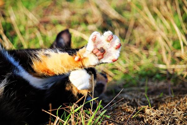 10 asiaa, joita et tiennyt kissoista - 10. Vasen- ja oikeakätiset kissat
