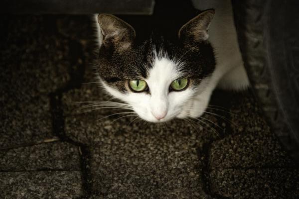 Onko aloe vera myrkyllistä kissoille?  - Onko jokin aloe veran osa myrkyllistä kissoille?