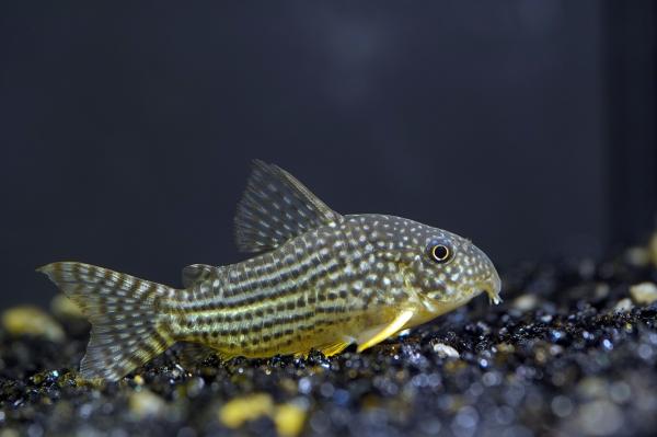 Kaunis ja helppohoitoinen kala - Coridoras