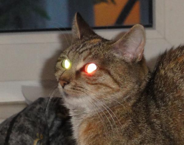 Miksi kissan silmät hehkuvat pimeässä?  - Eri värien kirkkaus?