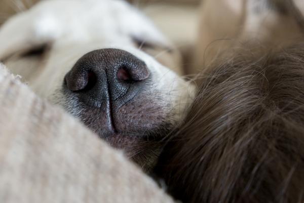6 syyta miksi koirasi nukkuu kanssasi