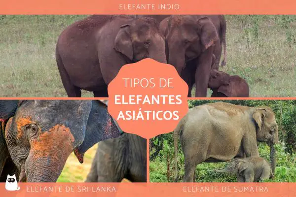 Aasian norsuja tyypit ja ominaisuudet
